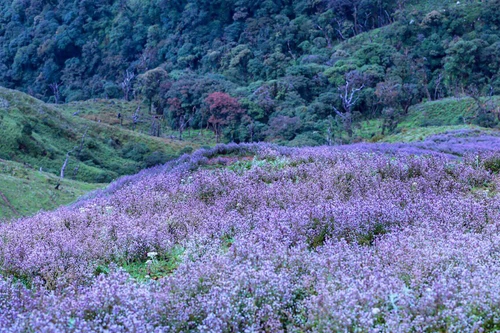 Ngắm hoa Chi Pâu ở thiên đường mây Tà Chì Nhù 