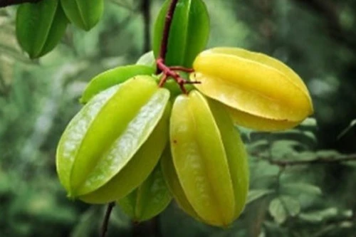 Món ngon từ khế chua