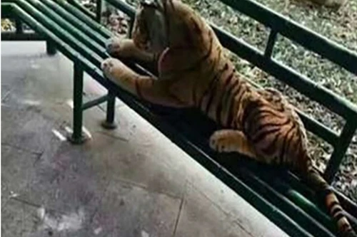 Xem cảnh sát Trung Quốc mang súng đi bắt hổ... nhồi bông