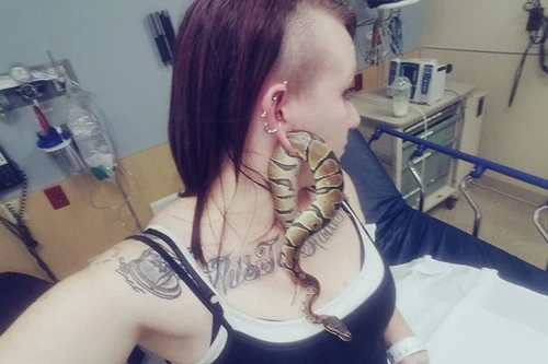 Rắn chui vào lỗ xỏ khuyên tai