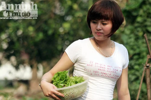 Những vuông rau xanh của ngõ nhỏ, phố nhỏ Hà Nội