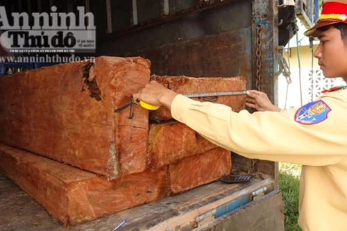 Chở gỗ sưa đi tiêu thụ, bị CSGT phát hiện