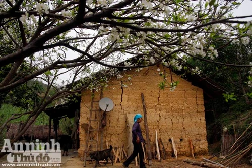 Tiếng Xuân từ những hàng rào đá