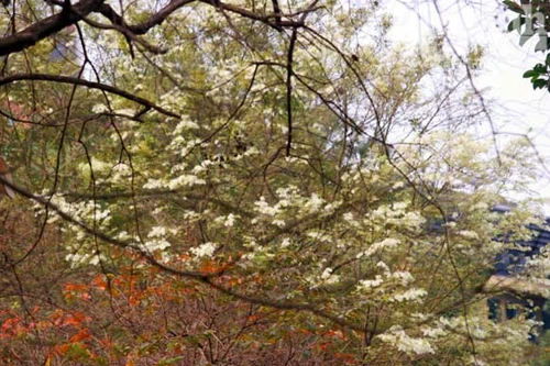 Những cánh sưa bay đón hạ vào phố