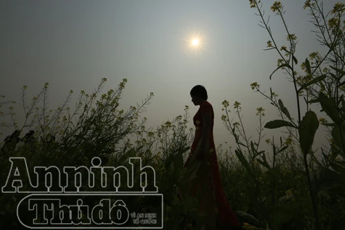 Ánh vàng "vòng nguyệt quế" bằng... hoa cải