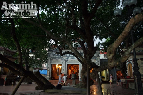 Sức mạnh của vị “thần” cây xanh