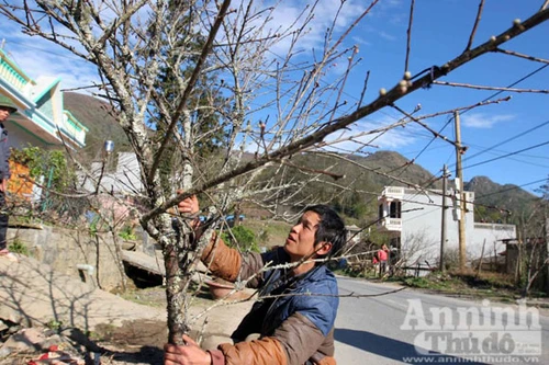 Người Hà Nội tầm đào trên thảo nguyên Mộc Châu