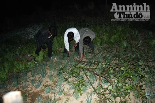 Ám ảnh chuyện ma cà rồng rình rập hút máu người