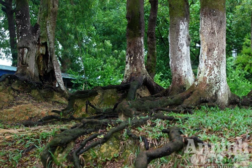 Rừng lim nguyên sinh nghìn tuổi trước nguy cơ bị... "sát hại"