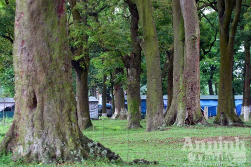 Chiêm ngưỡng “rừng vàng” nơi đất thiêng Thủ đô