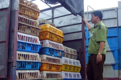 Phát hiện cán bộ tiếp tay tiêu thụ gà không rõ nguồn gốc