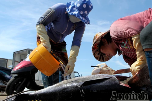 Mùa “no biển”