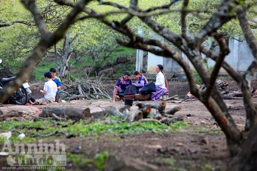 Vườn "địa đàng" mầm xuân đang nở cánh biếc