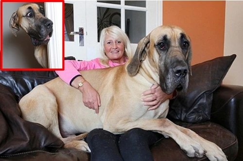 Chó khổng lồ, nặng gần tạ nhưng "nhát như cáy"