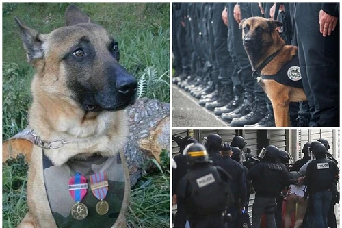 Pháp ca ngợi chú chó hy sinh trong cuộc đấu súng với khủng bố ở ngoại ô Paris