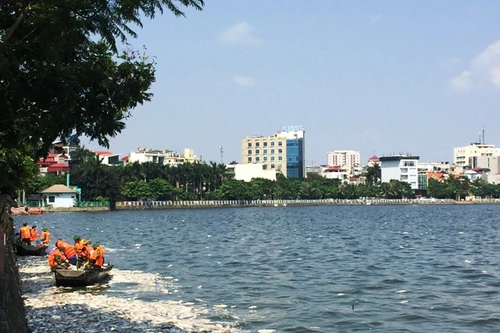 Cá chết trắng Hồ Tây do ô nhiễm hữu cơ vượt mức?