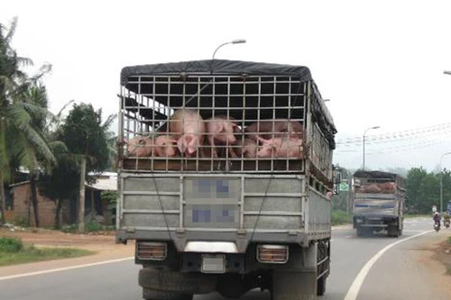 Xuất khẩu lợn sang Trung Quốc: Nguy cơ bị ép giá, thua lỗ lớn 