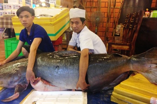 Cặp cá "khủng" gần 400 triệu đồng về TP.HCM