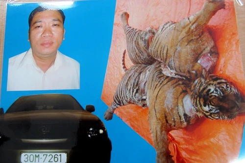 Mua hổ bị xả thịt để nấu cao