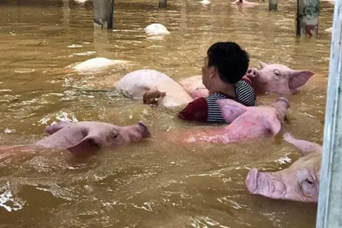 4000 con lợn chết nổi trắng mặt nước ở Thanh Hóa