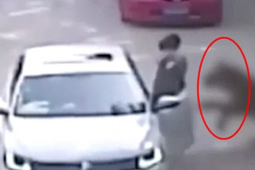 Clip hổ dữ vồ chết người phụ nữ trong công viên Trung Quốc