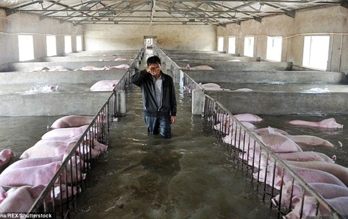 6.000 con lợn ngâm trong biển nước, nông dân Trung Quốc khóc ròng