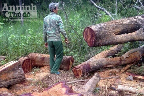 Bắt nhóm đối tượng khai thác gỗ rừng trái phép trong khu bảo tồn