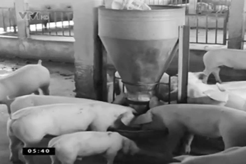 Xuất hiện loại chất tạo nạc mới