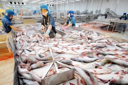 Thêm 2 doanh nghiệp được phép xuất khẩu cá tra vào Hoa Kỳ