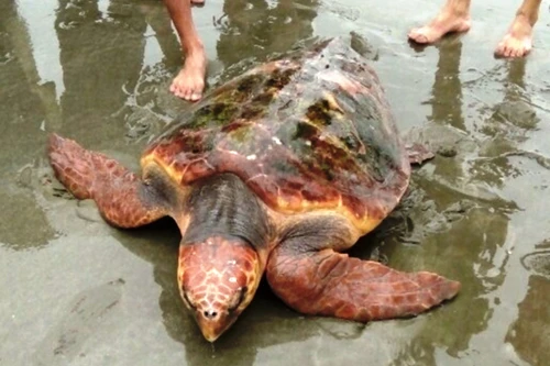 Ngư dân từ chối 300 triệu đồng, quyết thả rùa quý về biển