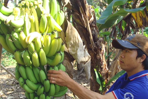 Nông dân khốn khổ vì tin đồn ăn chuối bị ung thư