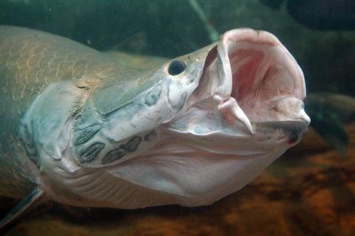 Hà Nội: Giáp mặt loại "thủy quái" nước ngọt cổ xưa 