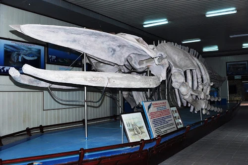 Tận mắt xem bộ xương cá voi khổng lồ ở Việt Nam