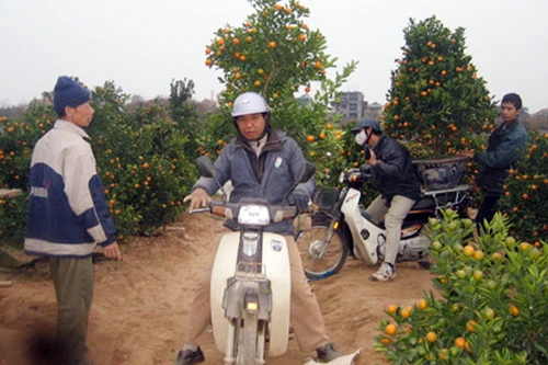 Quất đào rầm rập từ vườn xuống phố