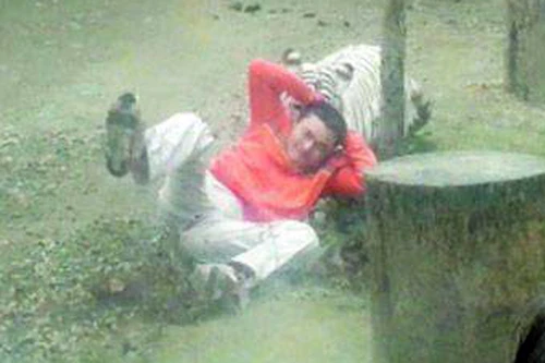 Tình nguyện nhảy vào chuồng làm mồi cho hổ