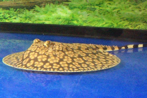 Sam hoa mai- loại cá cảnh cực dị, đẹp và rất độc