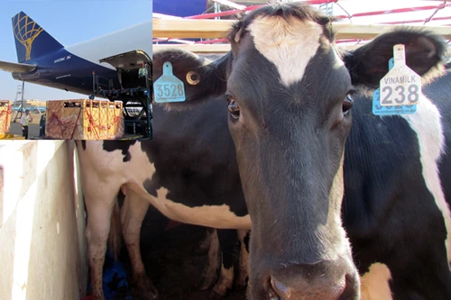 200 con bò sữa "cưỡi" phi cơ, đáp xuống phi trường Tân Sơn Nhất