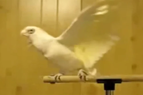 Con vẹt nhảy múa điệu nghệ theo "nhạc sàn"