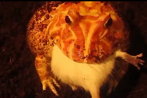 Hà Nội: Kinh hãi xem ếch cảnh nuốt chửng chuột bạch