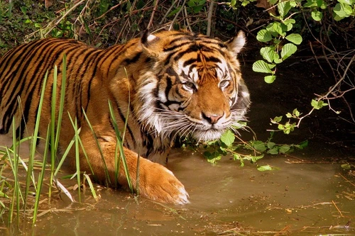 Việt Nam chỉ còn chưa đầy 30 con hổ hoang dã