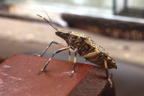 Bọ xít hút máu xuất hiện tại biệt thự sang trọng