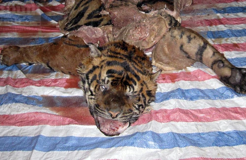 Đột kích ổ xẻ thịt hổ trong đêm