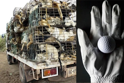 Tiết lộ cực sốc về loại da siêu mềm làm găng tay đánh gôn