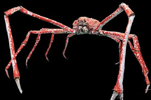 Hà Nội: Tận mắt xem loài cua khổng lồ, có thể dài 3,7m