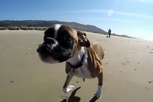 Chó chỉ có 2 chân, chạy nhảy siêu đẳng