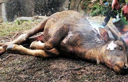 Lào Cai: Nỗi đau sau tuyết trắng