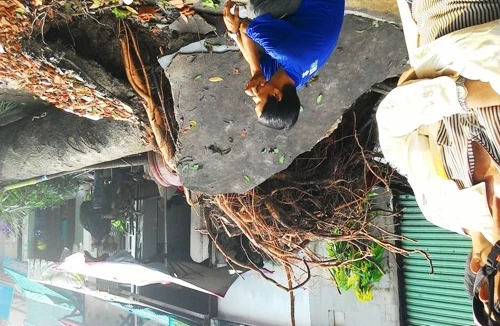 Cây Sọ khỉ cổ thụ bật gốc, suýt đè sập nhà dân