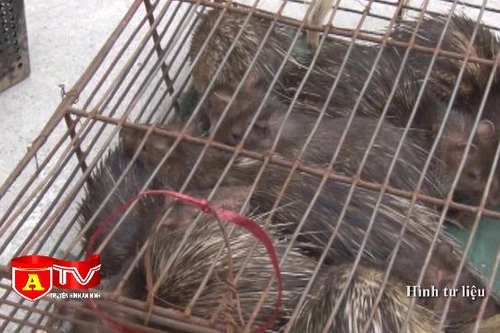 Gần 300 cá thể động vật hoang dã bị buôn bán trái phép