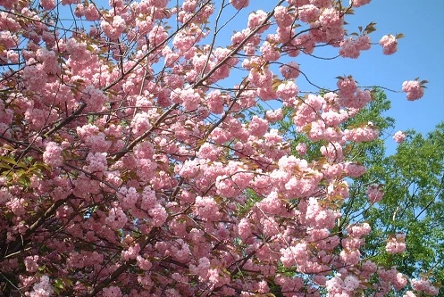 Trưng bày loại hoa anh đào đẹp nhất Nhật Bản tại Hà Nội