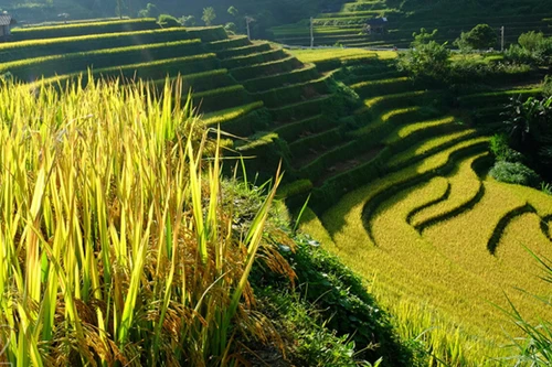 Những nét đẹp trên chặng đường tìm về mùa lúa chín Tây Bắc